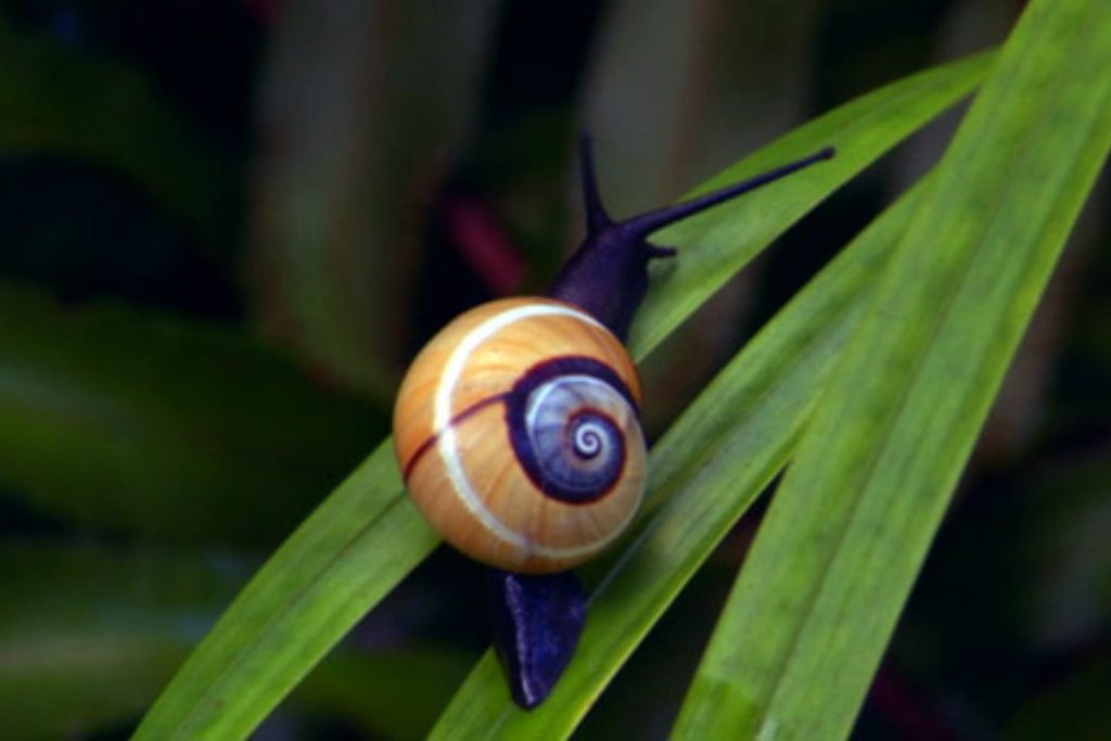snail 1050