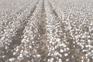 influencer marketing partnership