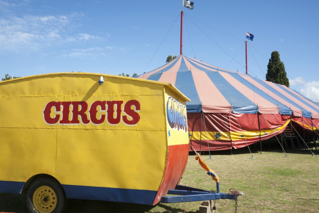 circus feature