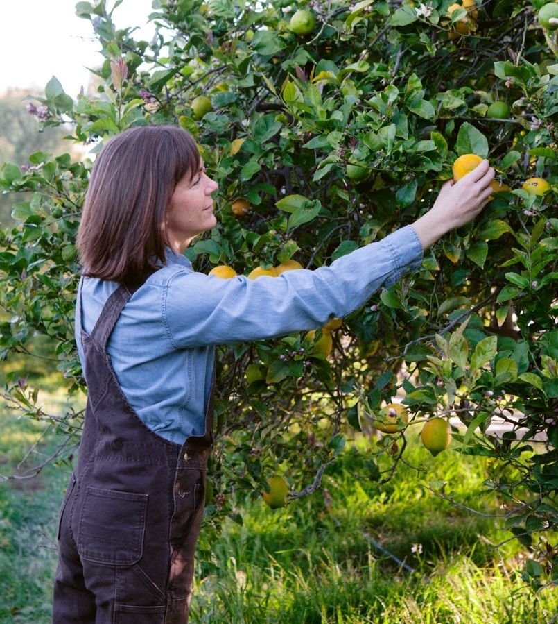 apricot lane farms molly chester picking lemons
