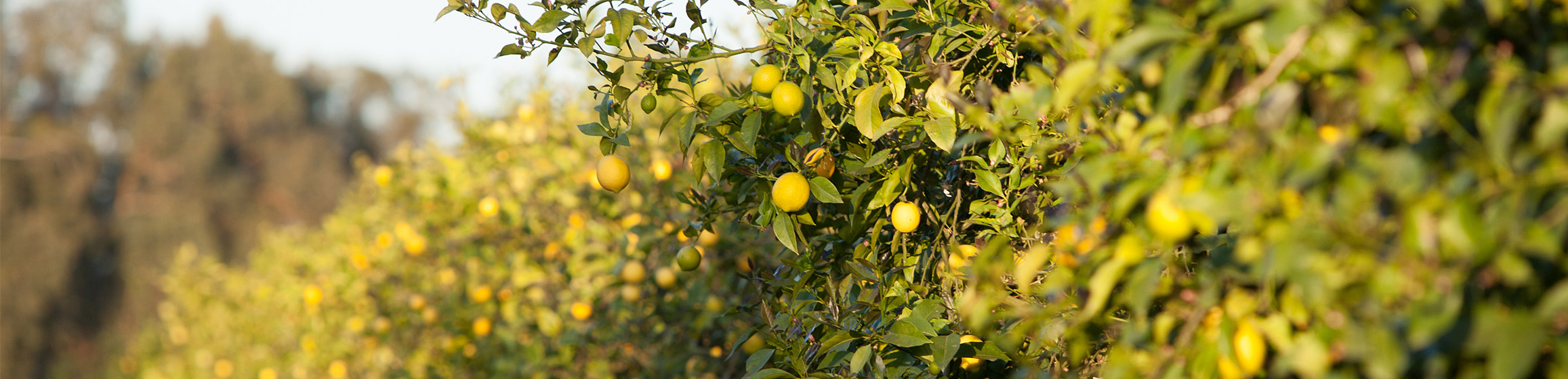 product development apricot lane farms lemonade