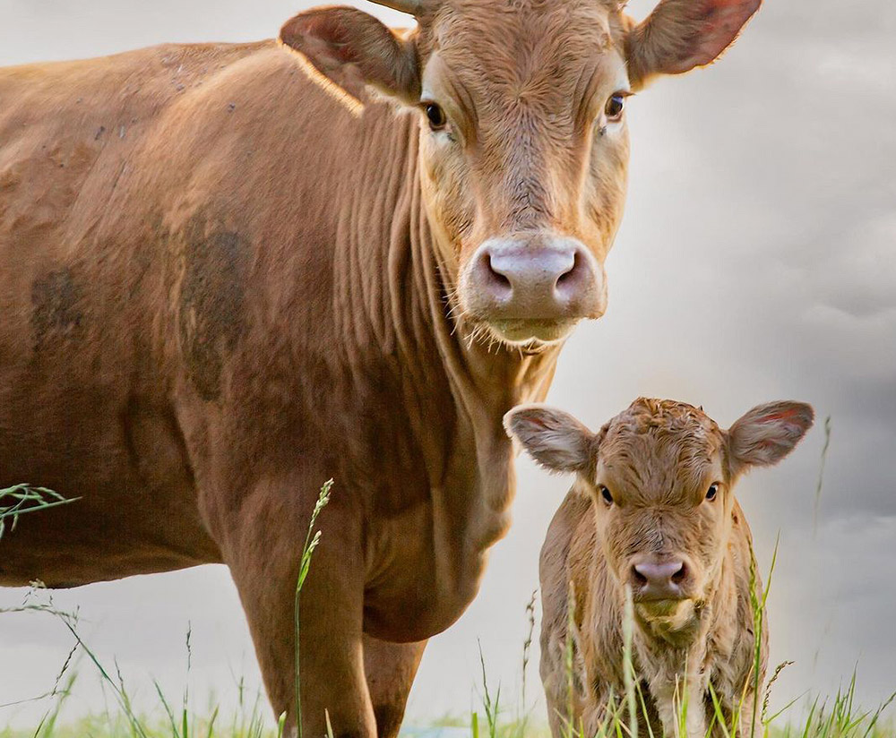 apricot lane farms social media strategy animals 1